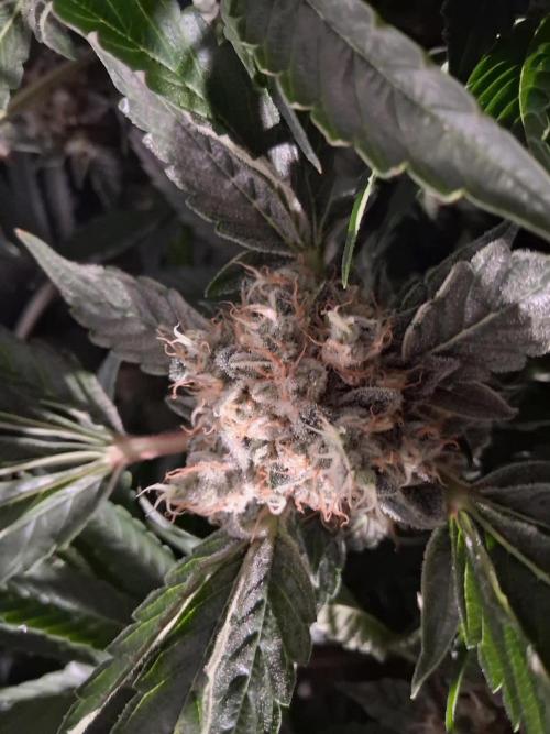 Frozen Black Cherry (Anesia Seeds). Week 14 - Day 93 - Day 59 on 12/12
