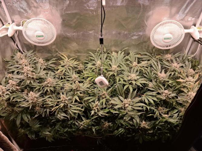 Frozen Black Cherry (Anesia Seeds). Week 14 - Day 97 - Day 63 on 12/12
