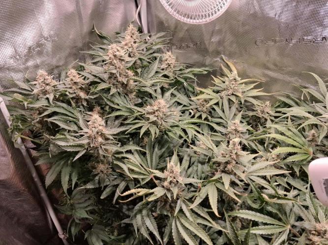 Frozen Black Cherry (Anesia Seeds). Week 14 - Day 97 - Day 63 on 12/12
