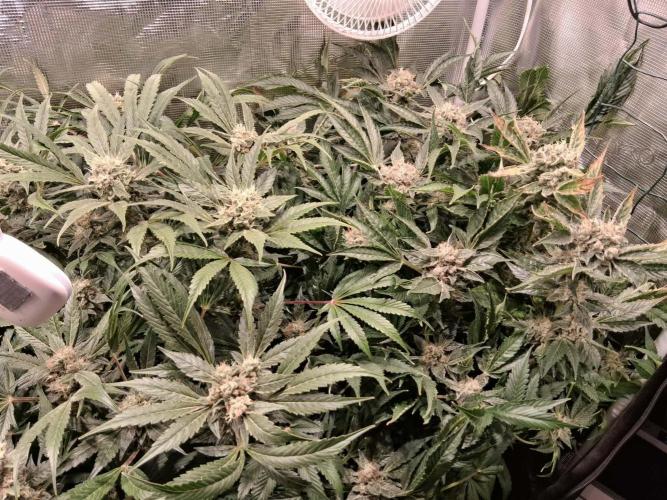 Frozen Black Cherry (Anesia Seeds). Week 14 - Day 97 - Day 63 on 12/12
