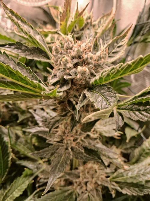Frozen Black Cherry (Anesia Seeds). Week 14 - Day 97 - Day 63 on 12/12
