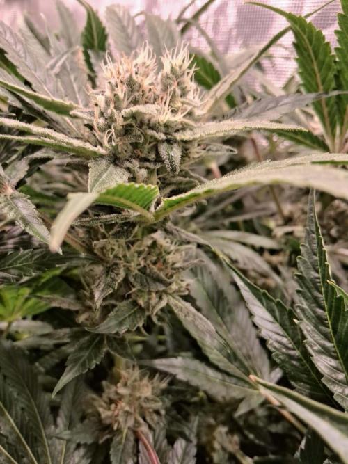 Frozen Black Cherry (Anesia Seeds). Week 14 - Day 97 - Day 63 on 12/12
