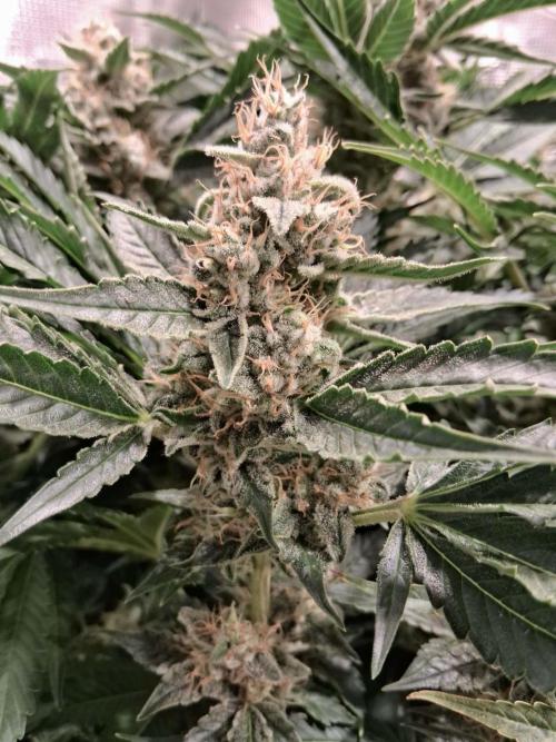 Frozen Black Cherry (Anesia Seeds). Week 14 - Day 97 - Day 63 on 12/12
