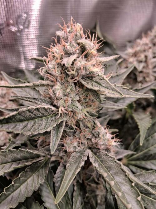Frozen Black Cherry (Anesia Seeds). Week 14 - Day 97 - Day 63 on 12/12

