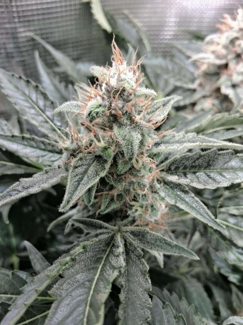Frozen Black Cherry (Anesia Seeds). Week 14 - Day 97 - Day 63 on 12/12
