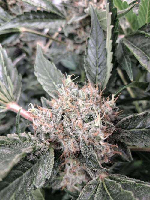 Frozen Black Cherry (Anesia Seeds). Week 14 - Day 97 - Day 63 on 12/12
