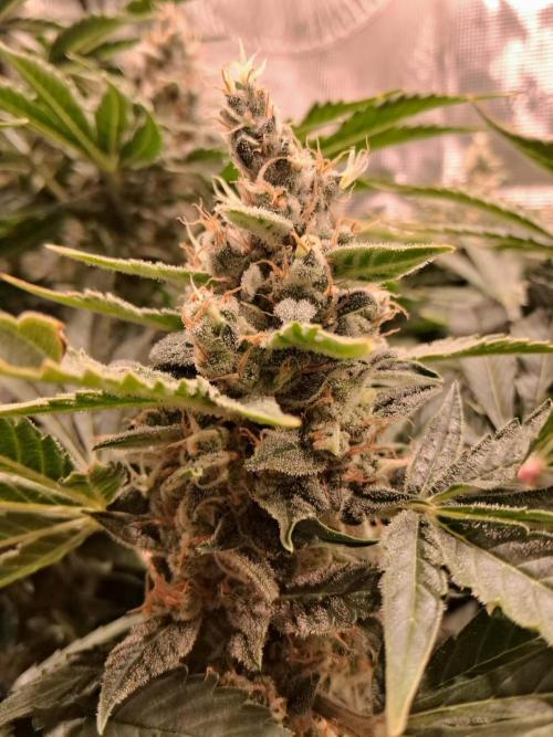 Frozen Black Cherry (Anesia Seeds). Week 14 - Day 97 - Day 63 on 12/12
