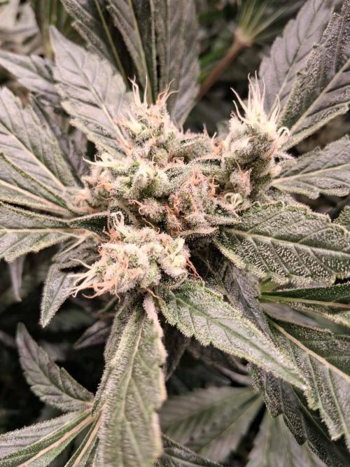 Frozen Black Cherry (Anesia Seeds). Week 14 - Day 97 - Day 63 on 12/12
