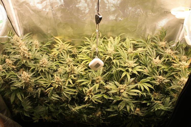 Frozen Black Cherry (Anesia Seeds). Week 15 - Day 102 - Day 68 on 12/12