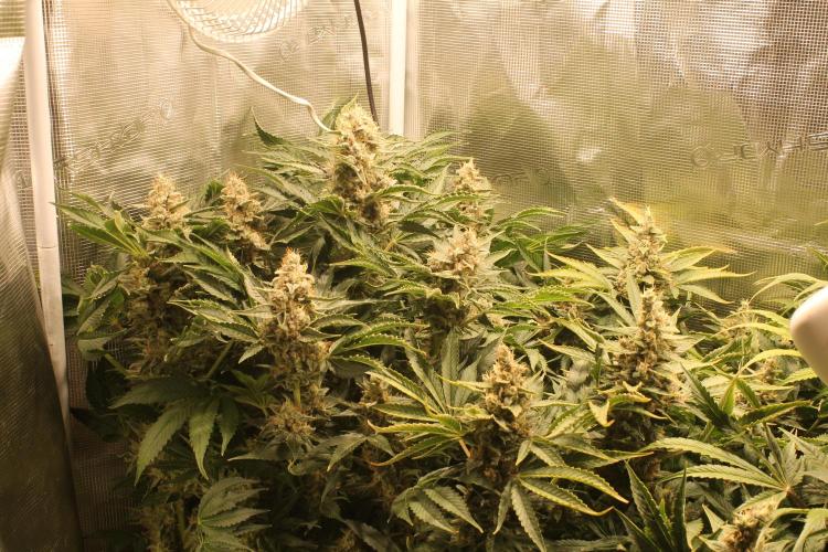 Frozen Black Cherry (Anesia Seeds). Week 15 - Day 102 - Day 68 on 12/12