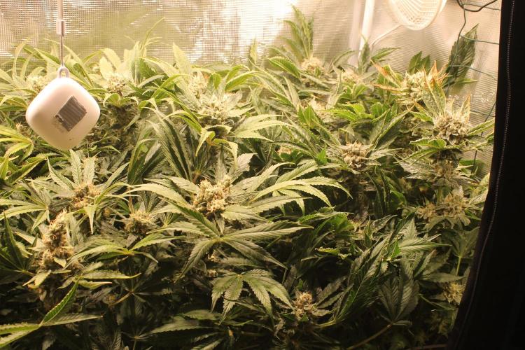 Frozen Black Cherry (Anesia Seeds). Week 15 - Day 102 - Day 68 on 12/12