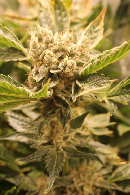 Frozen Black Cherry (Anesia Seeds). Week 15 - Day 102 - Day 68 on 12/12