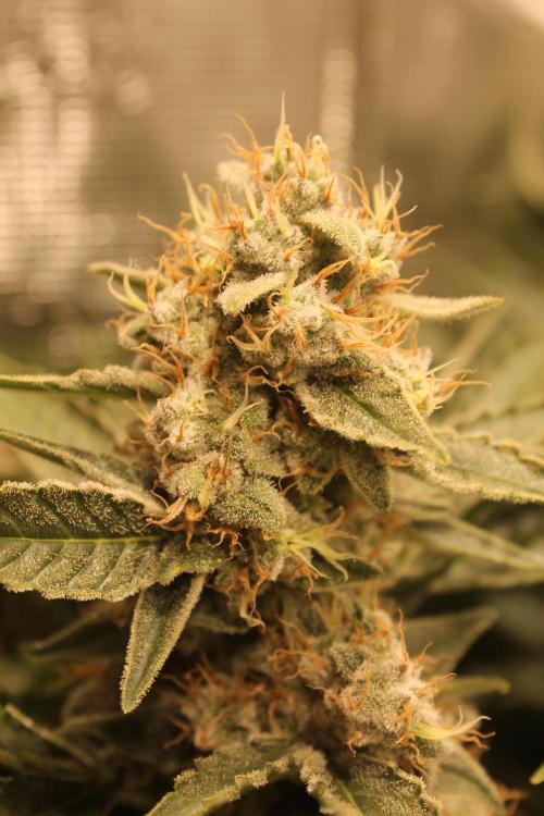 Frozen Black Cherry (Anesia Seeds). Week 15 - Day 102 - Day 68 on 12/12