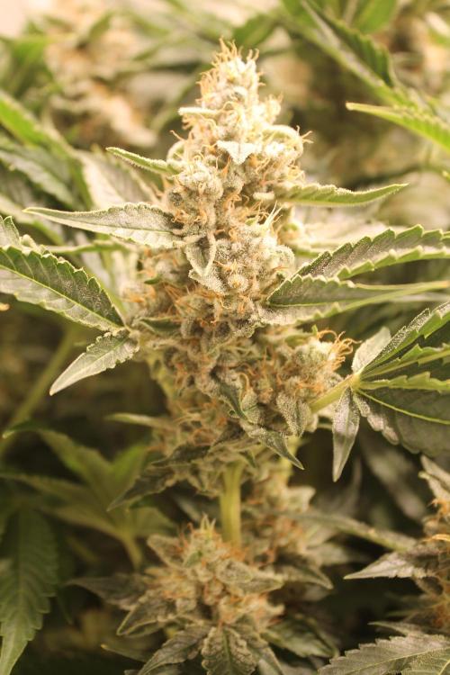 Frozen Black Cherry (Anesia Seeds). Week 15 - Day 102 - Day 68 on 12/12