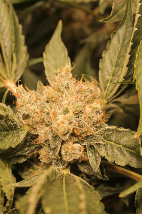 Frozen Black Cherry (Anesia Seeds). Week 15 - Day 102 - Day 68 on 12/12