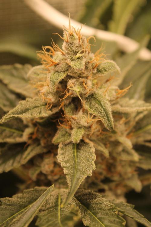 Frozen Black Cherry (Anesia Seeds). Week 15 - Day 102 - Day 68 on 12/12