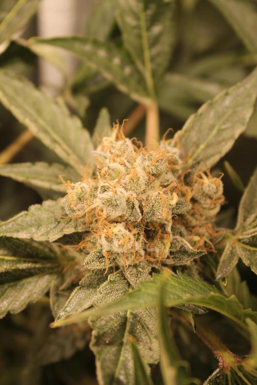 Frozen Black Cherry (Anesia Seeds). Week 15 - Day 102 - Day 68 on 12/12