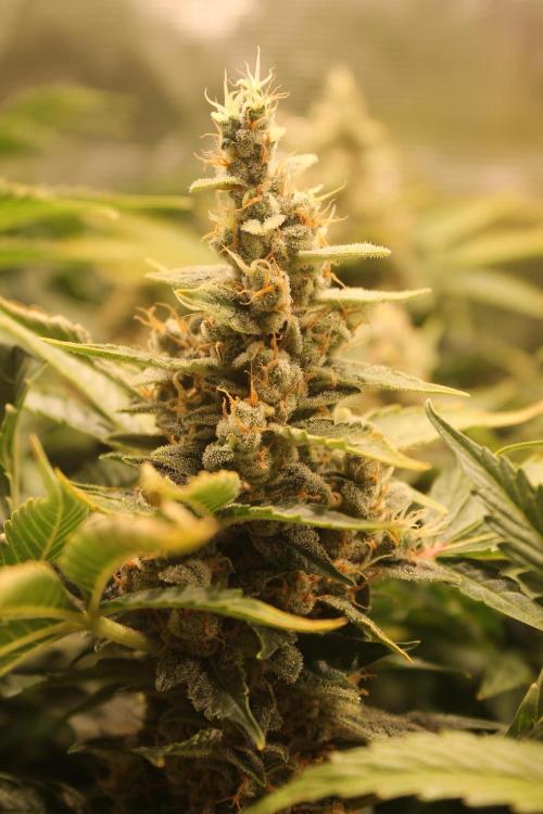 Frozen Black Cherry (Anesia Seeds). Week 15 - Day 102 - Day 68 on 12/12
