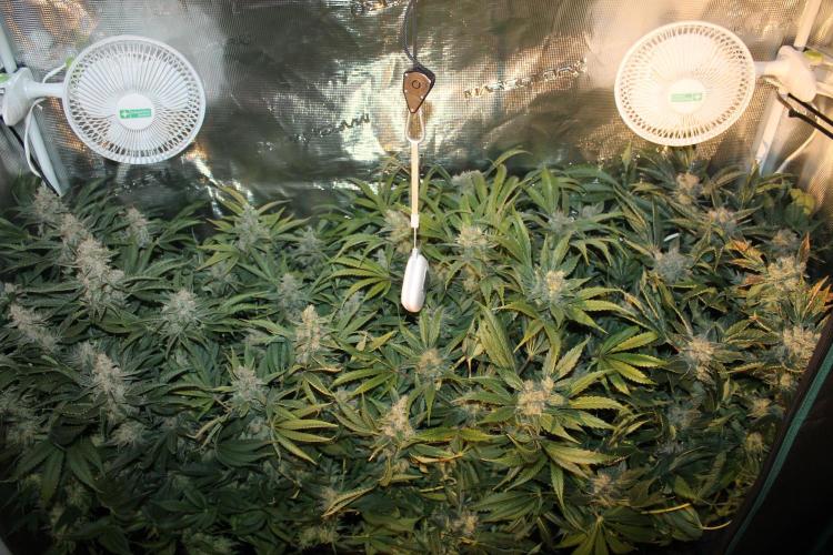 Frozen Black Cherry (Anesia Seeds). Week 16