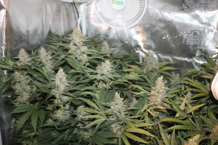 Frozen Black Cherry (Anesia Seeds). Week 16 - Day 107 (Day 73 on12/12)