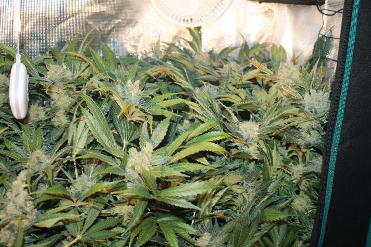 Frozen Black Cherry (Anesia Seeds). Week 16 - Day 107 (Day 73 on12/12)