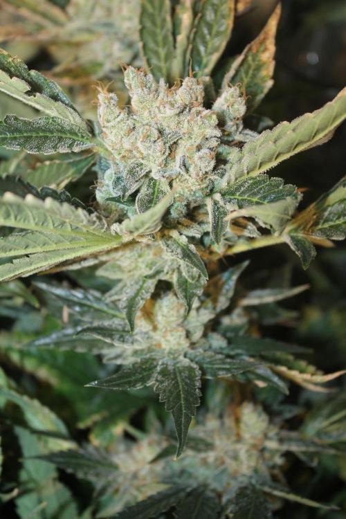 Frozen Black Cherry (Anesia Seeds). Week 16 - Day 107 (Day 73 on12/12)