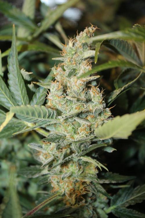 Frozen Black Cherry (Anesia Seeds). Week 16 - Day 107 (Day 73 on12/12)