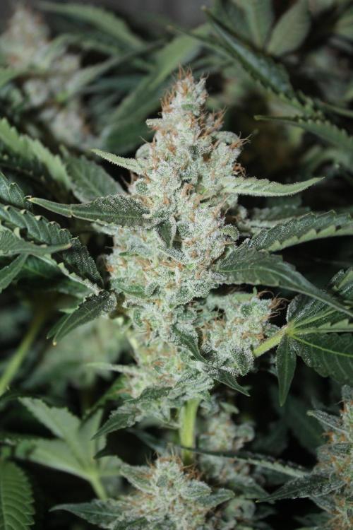 Frozen Black Cherry (Anesia Seeds). Week 16 - Day 107 (Day 73 on12/12)