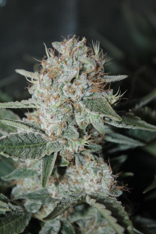 Frozen Black Cherry (Anesia Seeds). Week 16 - Day 107 (Day 73 on12/12)