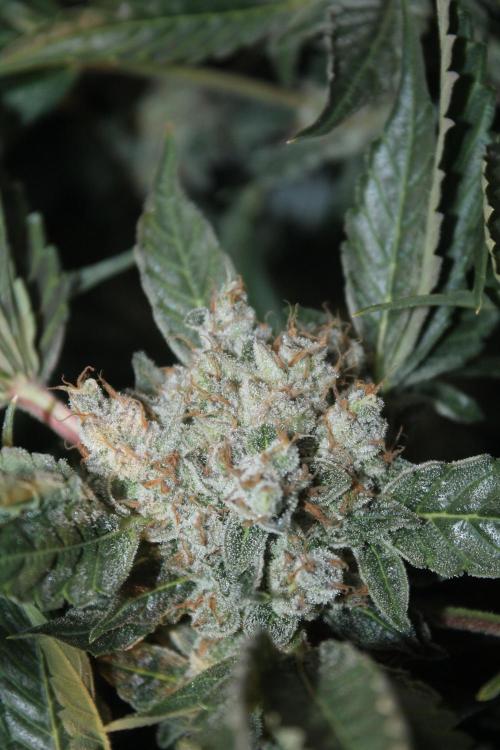 Frozen Black Cherry (Anesia Seeds). Week 16 - Day 107 (Day 73 on12/12)