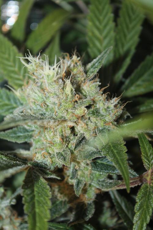 Frozen Black Cherry (Anesia Seeds). Week 16 - Day 107 (Day 73 on12/12)