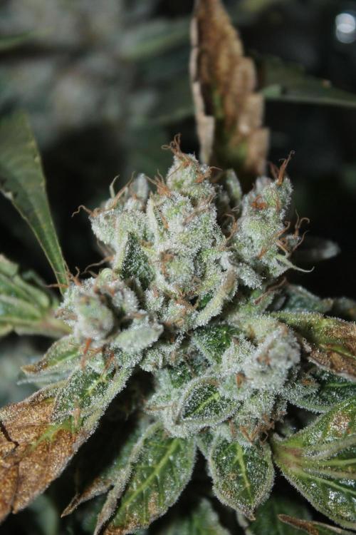 Frozen Black Cherry (Anesia Seeds). Week 16 - Day 107 (Day 73 on12/12)