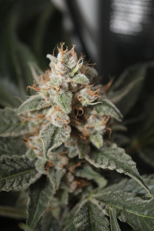 Frozen Black Cherry (Anesia Seeds). Week 16 - Day 107 (Day 73 on12/12)