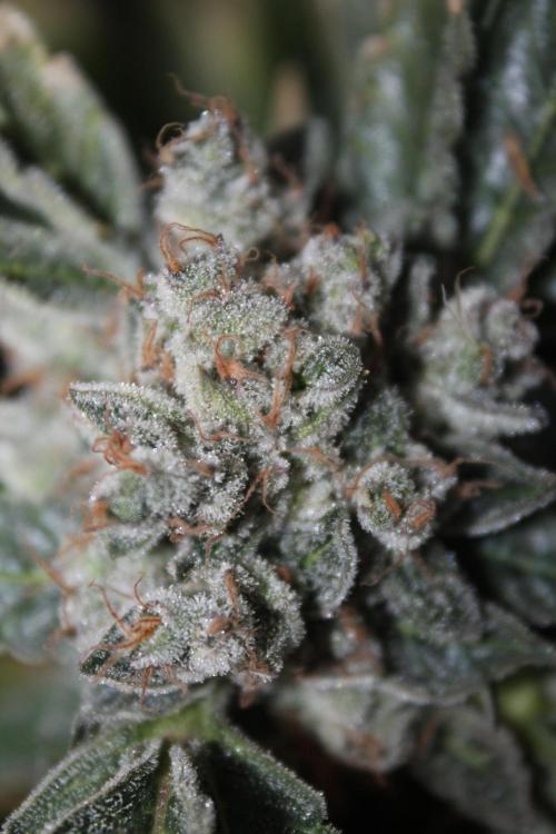 Frozen Black Cherry (Anesia Seeds). Week 16 - Day 107 (Day 73 on12/12)