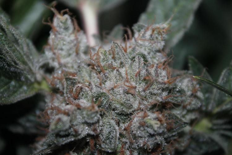 Frozen Black Cherry (Anesia Seeds). Week 16 - Day 107 (Day 73 on12/12)