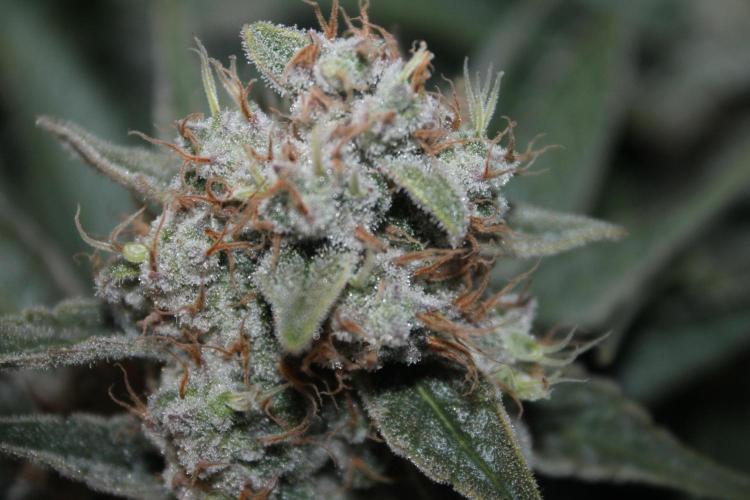 Frozen Black Cherry (Anesia Seeds). Week 16 - Day 107 (Day 73 on12/12)