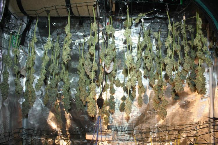 Frozen Black Cherry (Anesia Seeds). Week 16 - Day 111 (1 day after harvest)