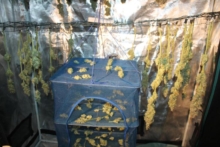 Frozen Black Cherry (Anesia Seeds). Week 16 - Day 111 (1 day after harvest)