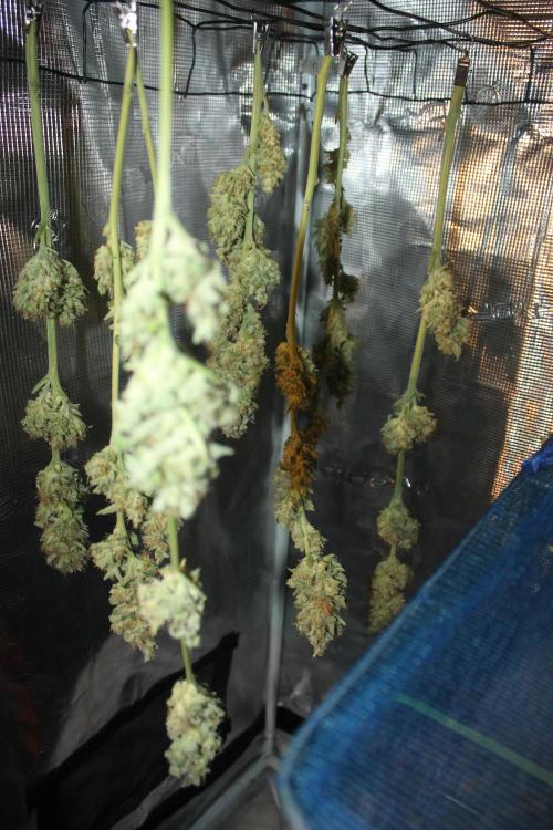 Frozen Black Cherry (Anesia Seeds). Week 16 - Day 111 (1 day after harvest)
