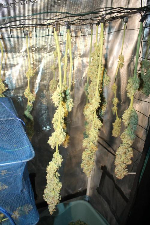 Frozen Black Cherry (Anesia Seeds). Week 16 - Day 111 (1 day after harvest)