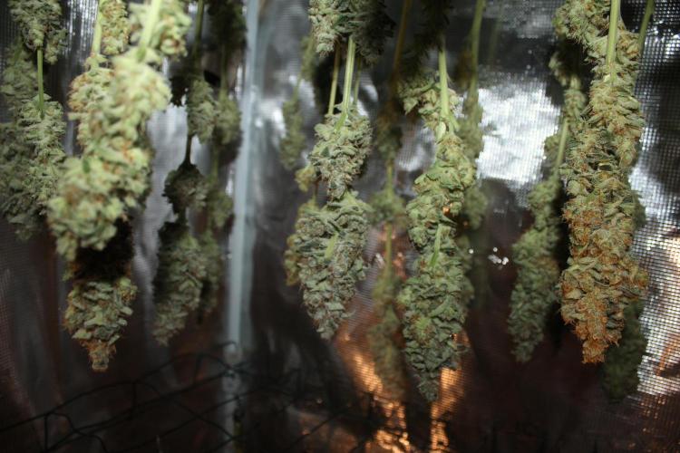 Frozen Black Cherry (Anesia Seeds). Week 16 - Day 111 (1 day after harvest)