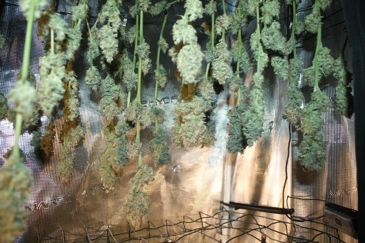 Frozen Black Cherry (Anesia Seeds). Week 16 - Day 111 (1 day after harvest)