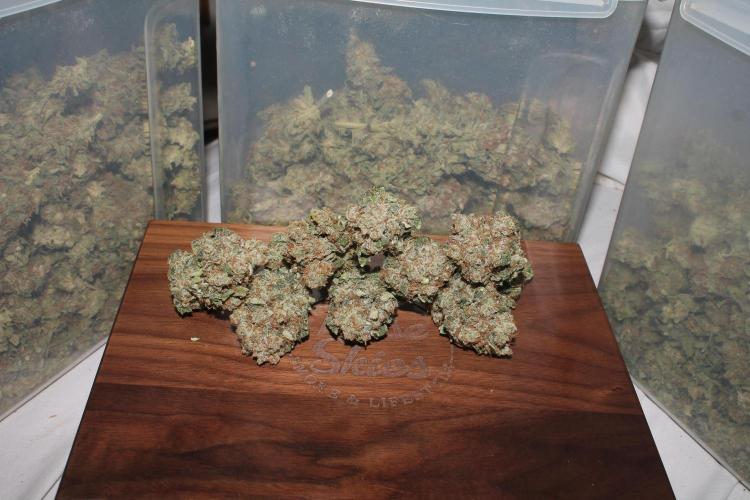 Frozen Black Cherry (Anesia Seeds). Week 16 - 10 days after harvest