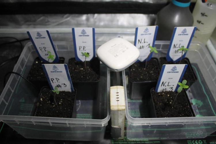 Purple Punch & Northern Lights in scrOG. Week 1 - Day 3