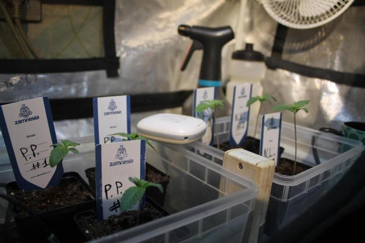 Purple Punch & Northern Lights in scrOG. Week 1 - Day 7
