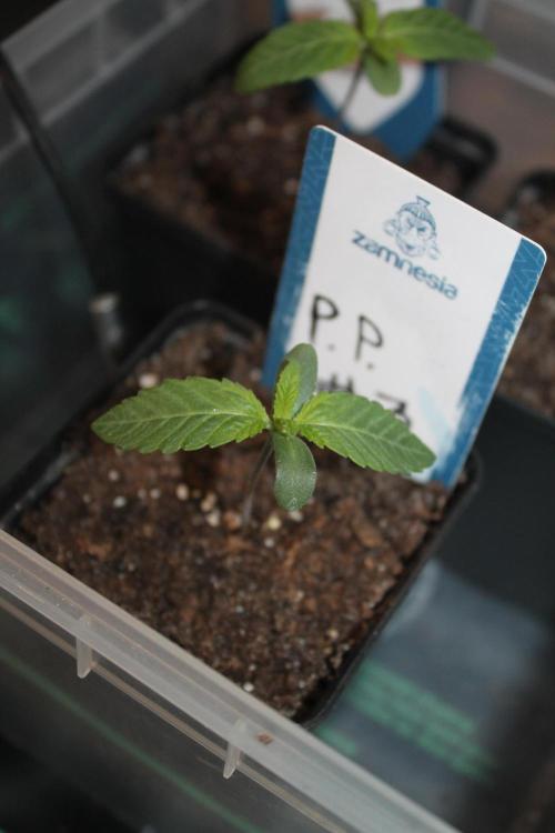 Purple Punch & Northern Lights in scrOG. Week 1 - Day 7