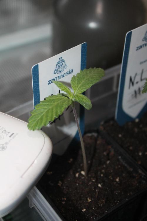 Purple Punch & Northern Lights in scrOG. Week 1 - Day 7