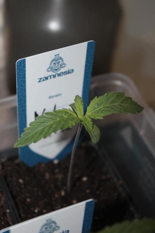 Purple Punch & Northern Lights in scrOG. Week 1 - Day 7