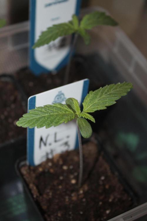 Purple Punch & Northern Lights in scrOG. Week 1 - Day 7