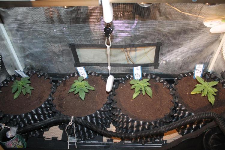 Purple Punch & Northern Lights in scrOG. Week 3 - Day 17